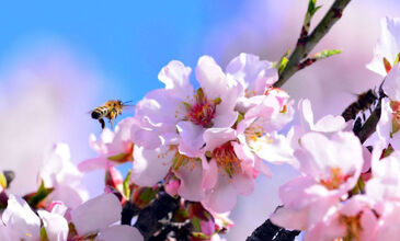 DATÇA BADEM ÇİÇEĞİ FESTİVALİ TURU