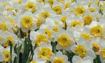 KARABURUN NERGİS ÇİÇEĞİ FESTİVALİ 