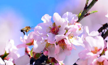 DATÇA BADEM ÇİÇEĞİ FESTİVALİ TURU